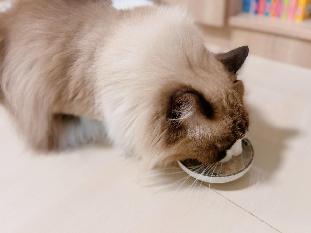 【貓化毛粉評比】貓奴親測四款貓化毛粉:喵趣、木入森、毛孩時代、汪喵星球∣最愛的喵趣貓化毛粉推薦/貓咪營養品 - 第25張圖 貓化毛粉推薦 貓化毛粉評比 喵趣 貓咪營養品