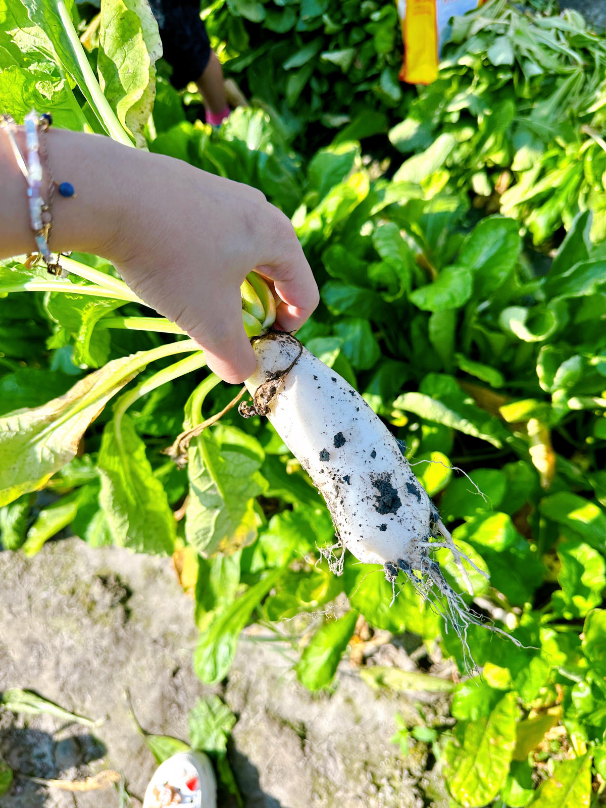 美濃股東蘿蔔會