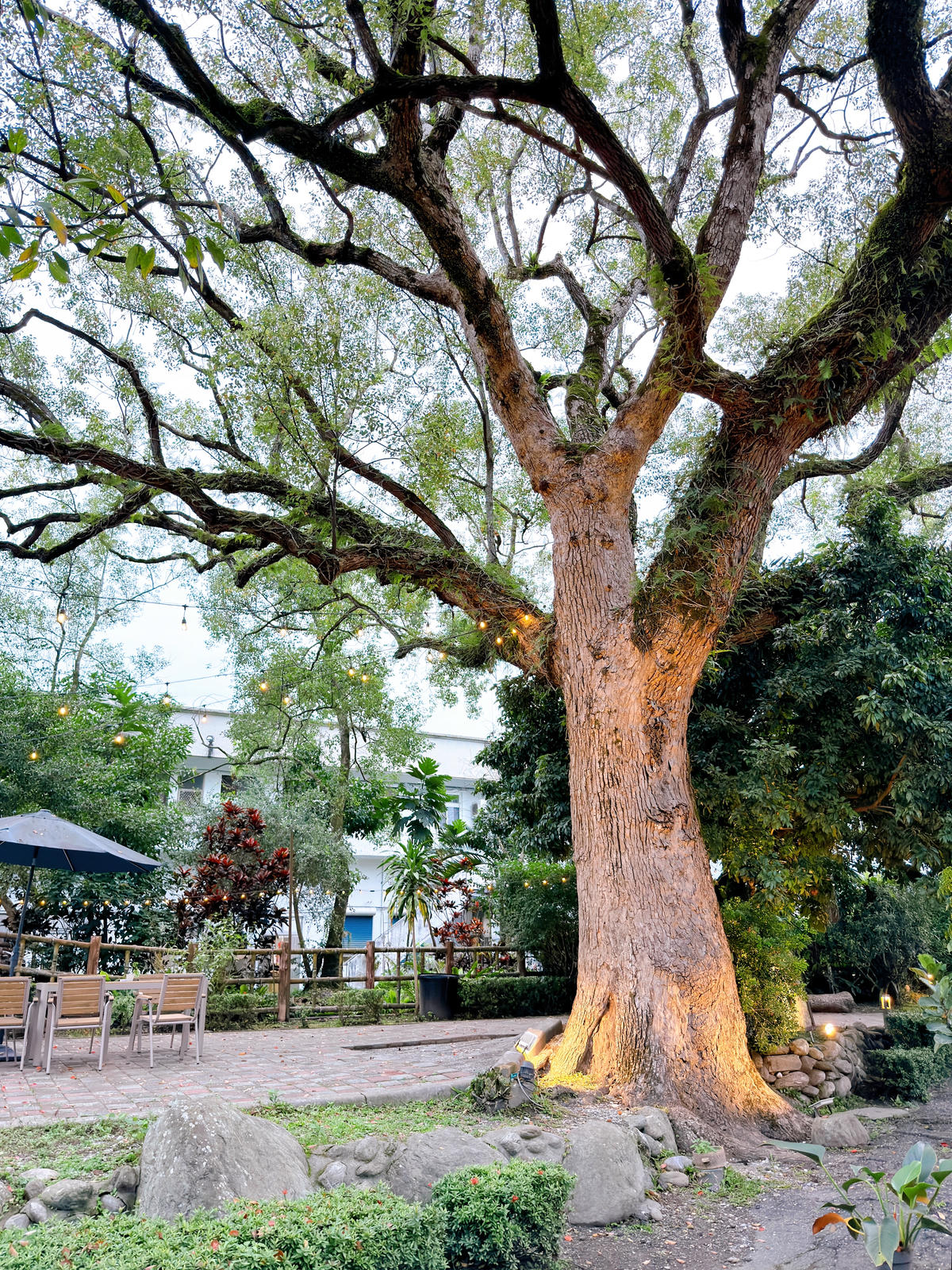 【花蓮民宿推薦】芳草古樹花園.餐廳民宿|慢活鳳林住進菸樓、親子友善、餐廳咖啡廳一次滿足 - 第5張圖 芳草古樹花園 餐廳 民宿